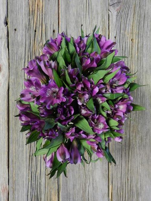 SINCLAIR PURPLE ALSTROMERIA